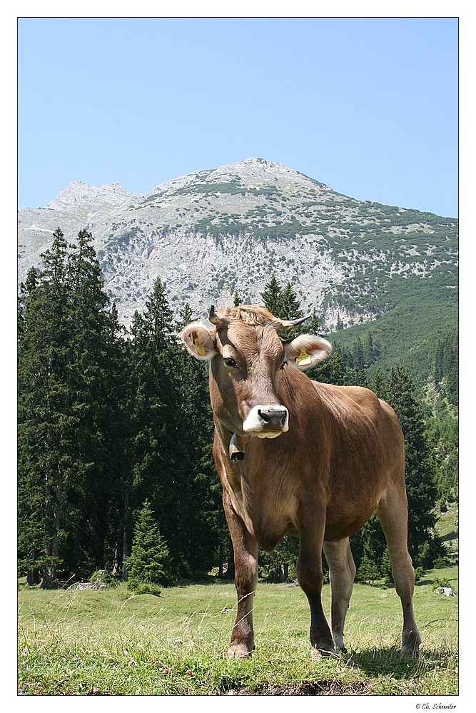 Österreichisches Braunvieh