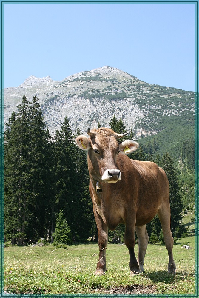 Österreichisches Braunvieh