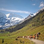 Österr.Nationalpark Hohe Tauern - Käfertal