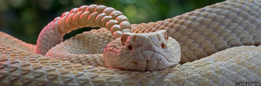 östliche Diamantklapperschlange (Albino)