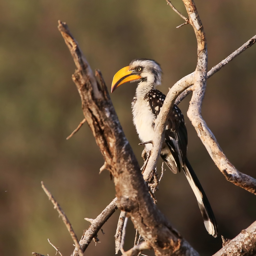 Östliche Gelbschnabeltoko (Tockus flavirostris),Weibchen