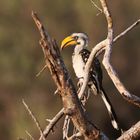 Östliche Gelbschnabeltoko (Tockus flavirostris),Weibchen