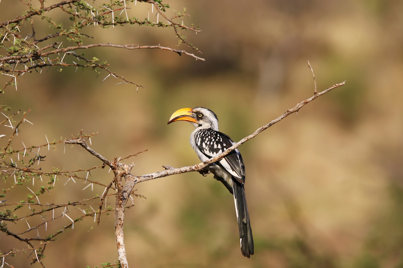 Östliche Gelbschnabeltoko (Tockus flavirostris),Weibchen