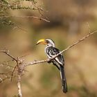 Östliche Gelbschnabeltoko (Tockus flavirostris),Weibchen