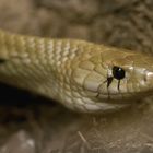 Östliche Indigo-Natter - fotografiert im Neu-Ulmer Terrarium