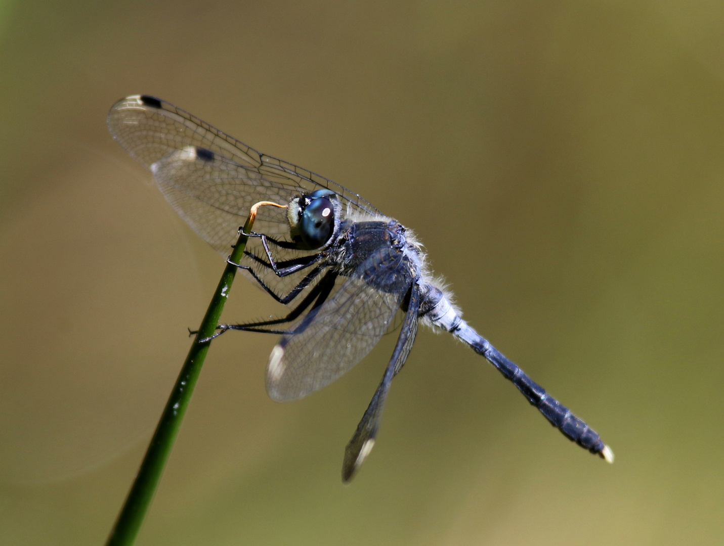 Östliche Moosjungfer, Leucorrhinia  albifrons