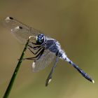 Östliche Moosjungfer, Leucorrhinia  albifrons