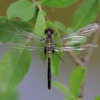 Östliche Moosjungfer ( Leucorrhinia albifrons )