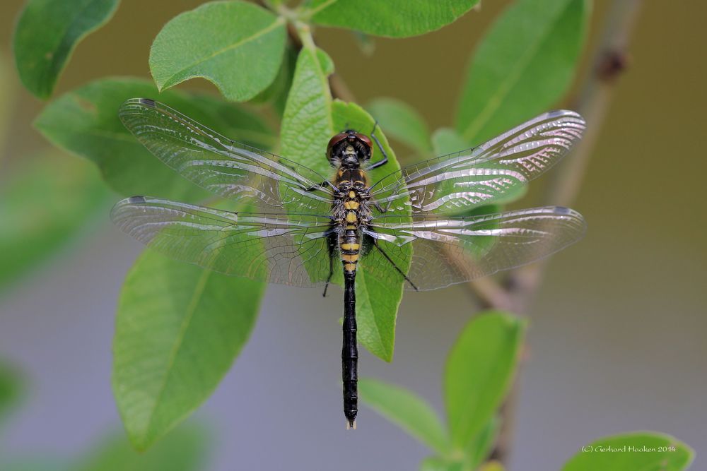 Östliche Moosjungfer ( Leucorrhinia albifrons )