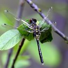 Östliche Moosjungfer, Leucorrhinia albifrons