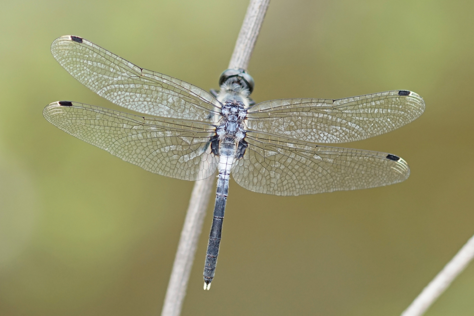 Östliche Moosjungfer (Leucorrhinia albifrons), Männchen