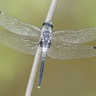 Östliche Moosjungfer (Leucorrhinia albifrons), Männchen