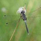 Östliche Moosjungfer (Leucorrhinia albifrons), Männchen