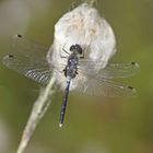 Östliche Moosjungfer (Leucorrhinia albifrons), Männchen