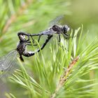 Östliche Moosjungfer - Paarungsrad