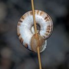 Östliche oder Weisse Heideschnecke (Xerolenta obvia)