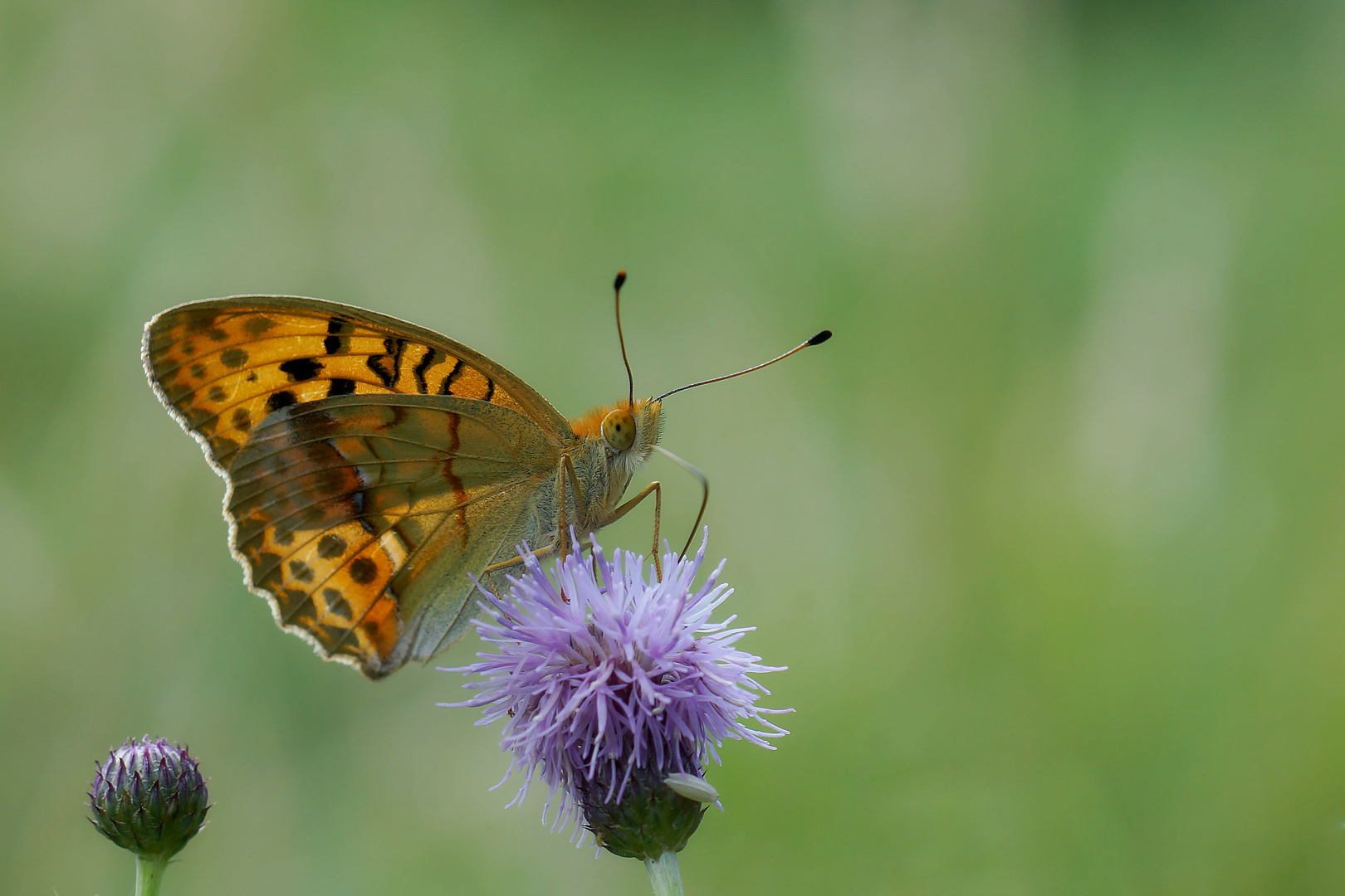 Östliche Perlmuttfalter (Argynnis laodice)