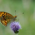 Östliche Perlmuttfalter (Argynnis laodice)