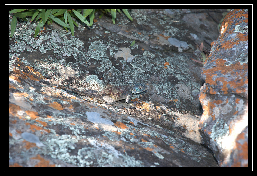 Östliche Siedleragame wbl., Agama aculeata, Südafrika,
