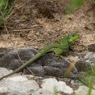 Östliche Smaragdeidechse - Lacerta viridis