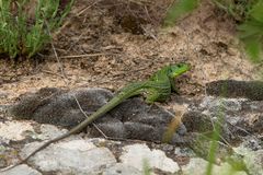 Östliche Smaragdeidechse - Lacerta viridis