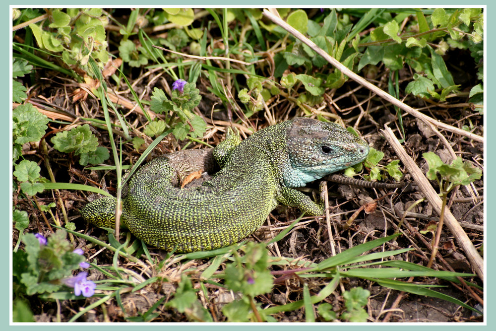 Östliche Smaragdeidechse (Lacerta viridis)