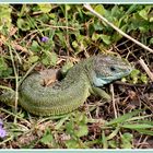 Östliche Smaragdeidechse (Lacerta viridis)