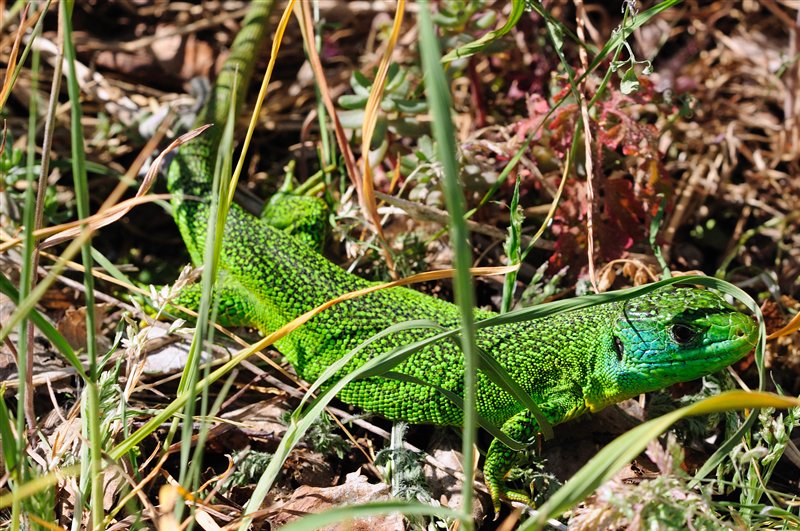 Östliche Smaragdeidechse (Lacerta viridis) - Mondhalde - Kaiserstuhl