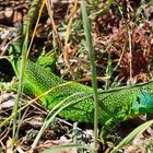 Östliche Smaragdeidechse (Lacerta viridis) - Mondhalde - Kaiserstuhl