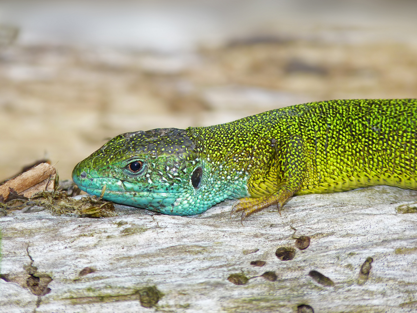 Östliche Smarageidechse (Lacerta viridis)