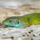 Östliche Smarageidechse (Lacerta viridis)