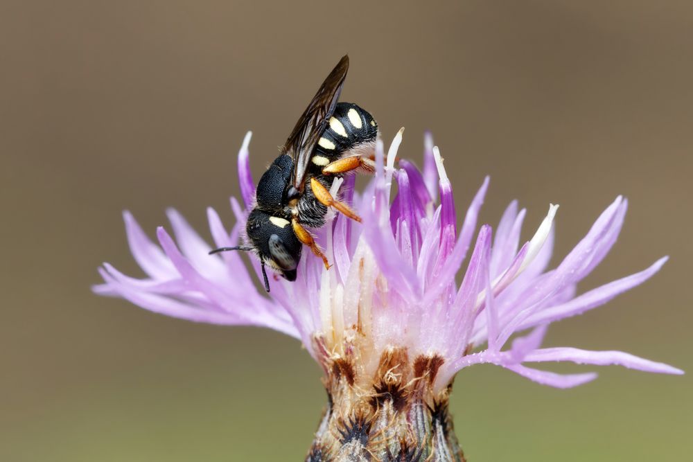  Östliche Zwergwollbiene (Pseudoanthidium nanum)