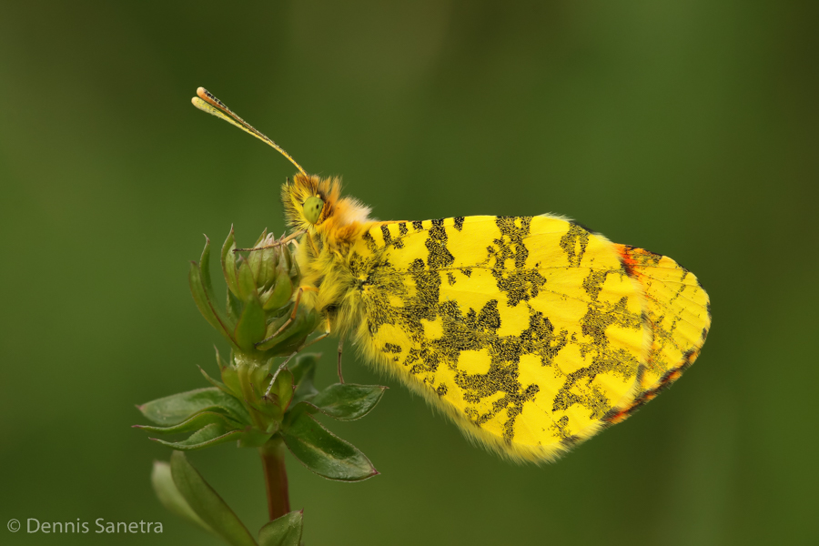 Östlicher Aurorafalter (Anthocharis damone) Männchen