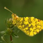 Östlicher Aurorafalter (Anthocharis damone) Männchen