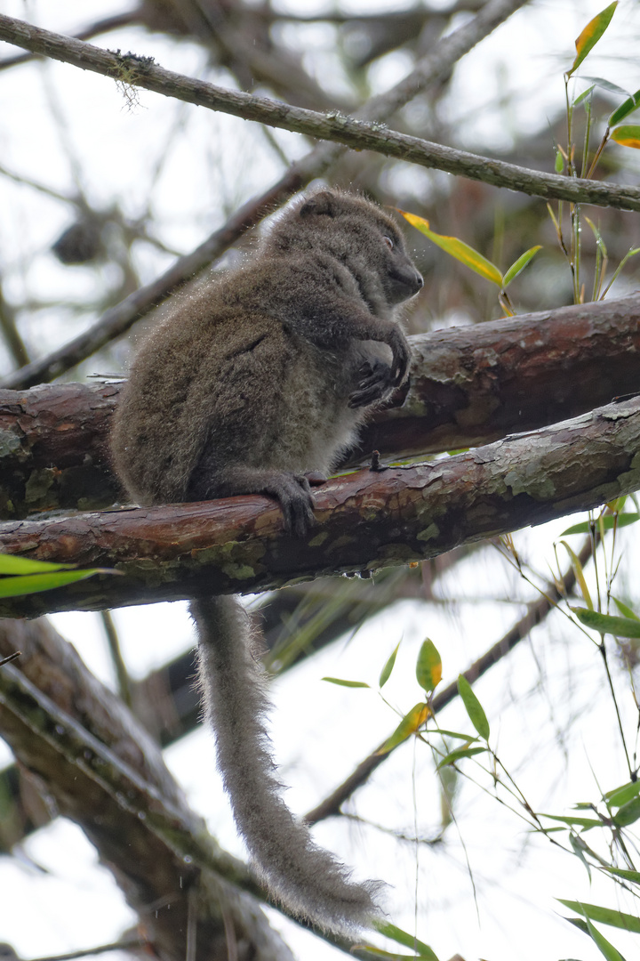 Östlicher Bambuslemur