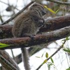 Östlicher Bambuslemur