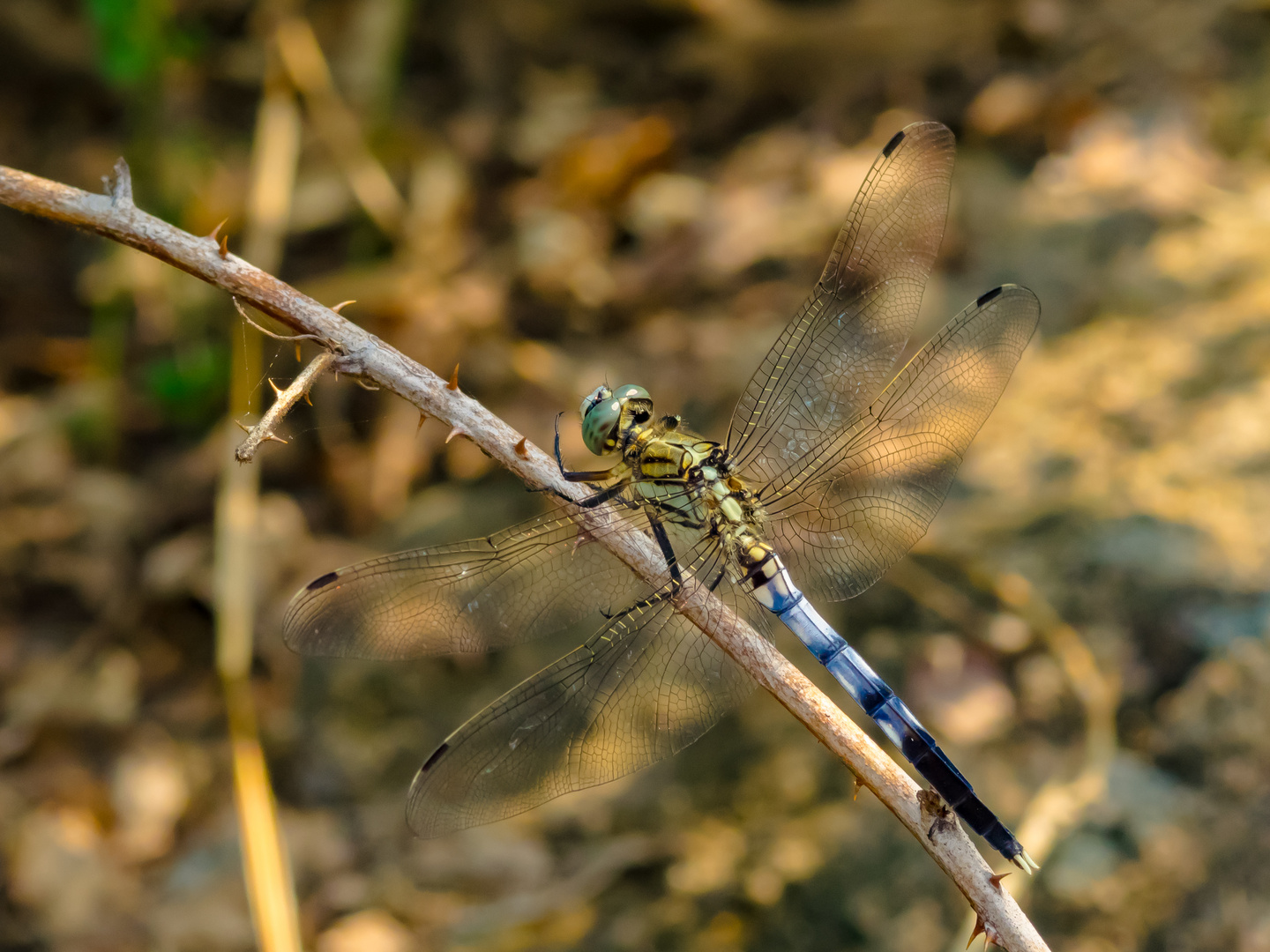 Östlicher Blaufeil