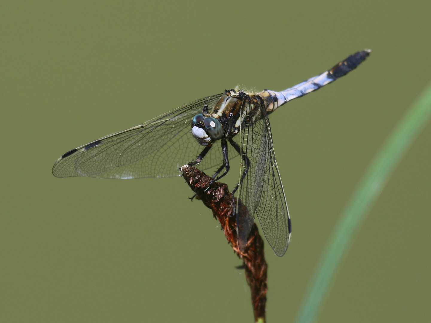 Östlicher Blaupfeil, Orthetrum albistylum