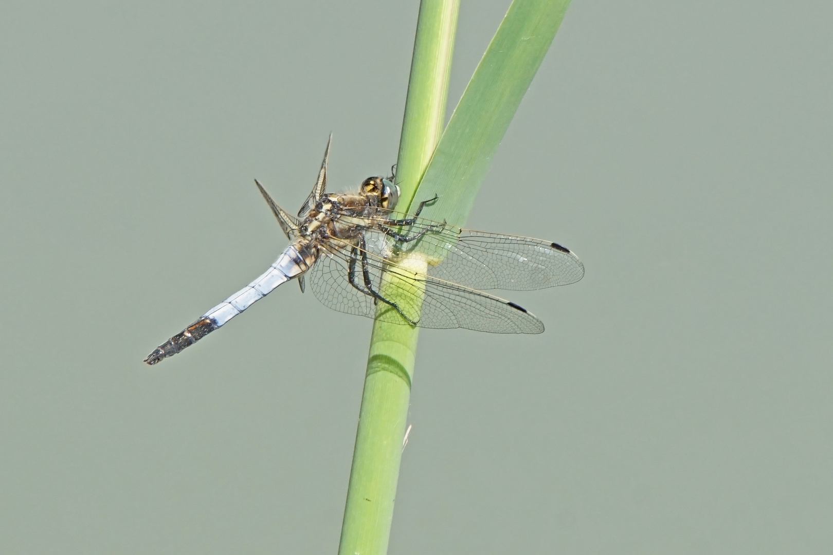 Östlicher Blaupfeil (Orthetrum albistylum), Männchen