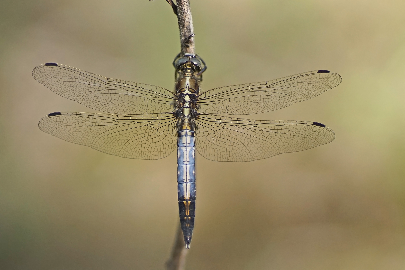 Östlicher Blaupfeil (Orthetrum albistylum), Männchen