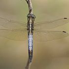 Östlicher Blaupfeil (Orthetrum albistylum), Männchen