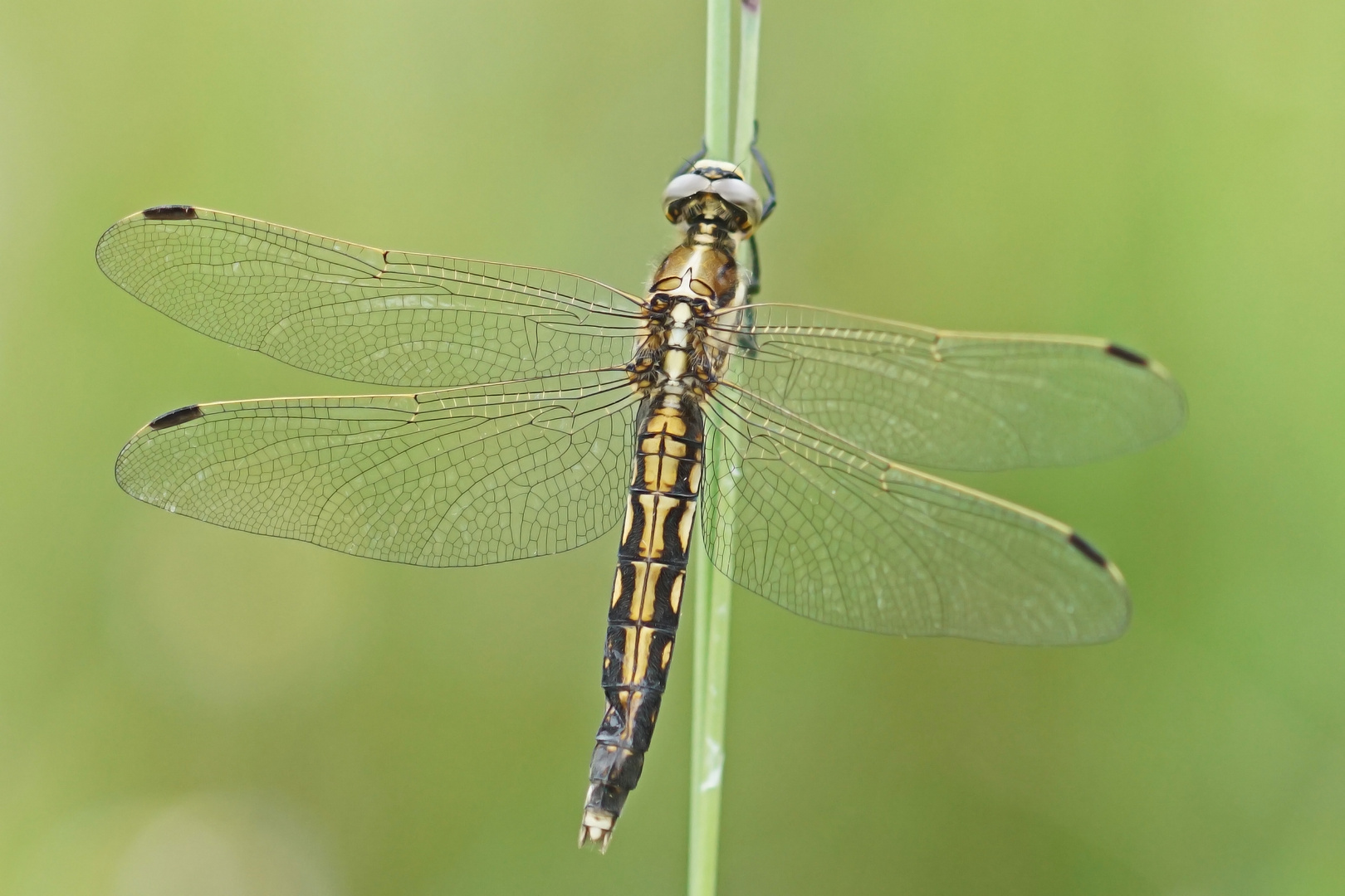 Östlicher Blaupfeil (Orthetrum albistylum), Weibchen