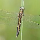 Östlicher Blaupfeil (Orthetrum albistylum), Weibchen