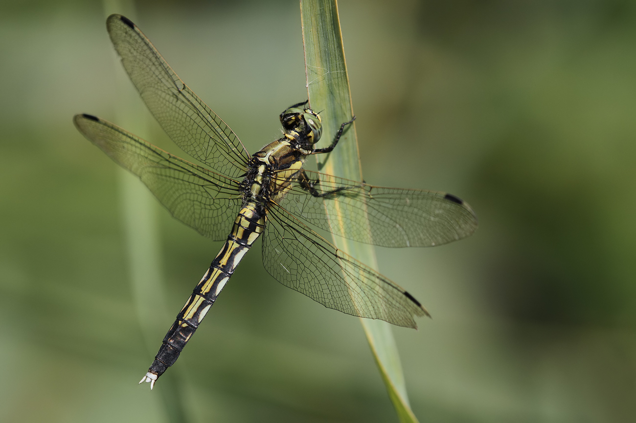 Östlicher Blaupfeil (Weibchen)