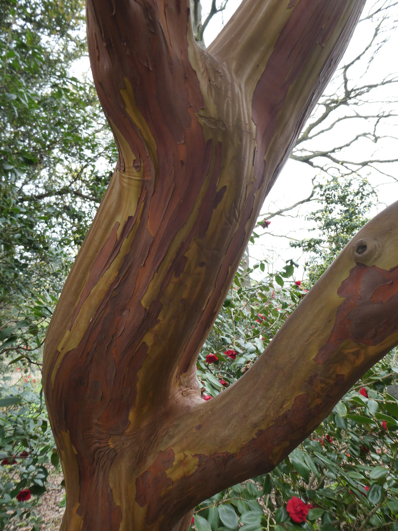 Östlicher Erdbeerbaum