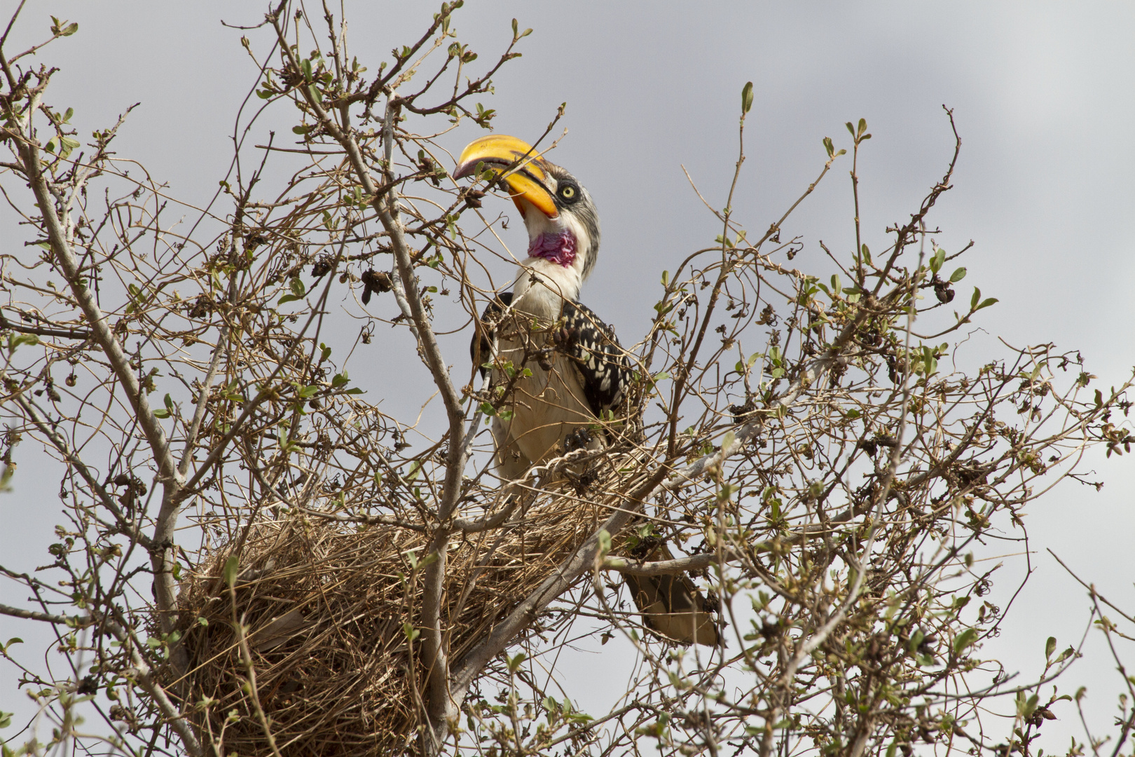 Östlicher Gelbschnabeltoko, Tsavo East, Kenia