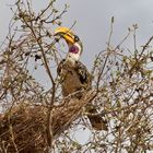 Östlicher Gelbschnabeltoko, Tsavo East, Kenia