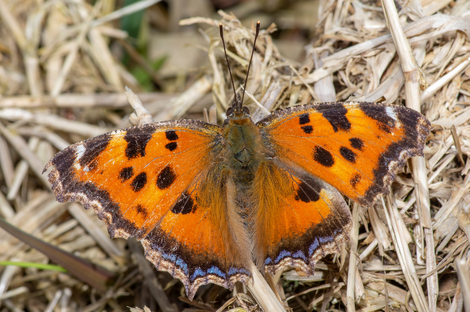 Östlicher Großer Fuchs (01)