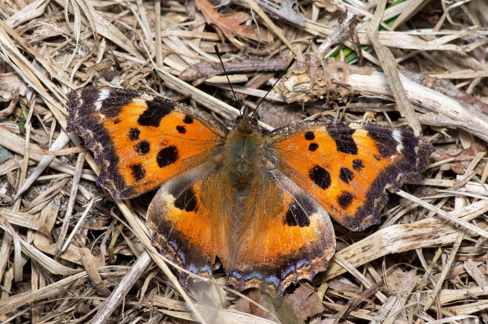 Östlicher Großer Fuchs (02)