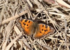 Östlicher Großer Fuchs